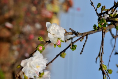 Miền Bắc sẽ rét trong kỳ nghỉ Tết Nguyên đán